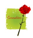 Postcard with a picture of a flower carnation