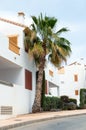 Postcard portrayed the palm tree next to the house