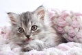 A postcard with a small cat. A cute little kitten licks a paw lying on a blanket. Royalty Free Stock Photo