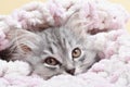 A postcard with a small cat. A cute little kitten licks a paw lying on a blanket. A small fluffy kitten is lying. Royalty Free Stock Photo