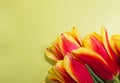 Postcard for the spring holiday. Light green background and red-yellow tulip flowers Royalty Free Stock Photo