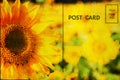 Postcard with sunflowers