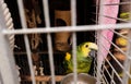 postcard sweet parrot home amazon green with yellow crest red feathers sitting on a branch in a cage. Amazon Parrot