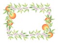 Postcard template, frame of flowers, leaves and oranges on white background. Blooming citrus tree branches. Isolated