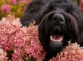 Postcard Terrier Zordan Black in hydrangea flowers