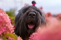 Postcard Terrier Zordan Black in hydrangea flowers
