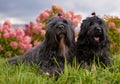 Two Terrier Zordan Black lie in hydrangea flowers