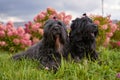 Two Terrier Zordan Black lie in hydrangea flowers