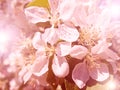 Postcard view of a flowering cherry tree in the rays of the yellow sun. The flowers are pink-white Bush in the yellow treatment.