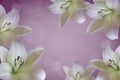 Postcard with white lilies. Royalty Free Stock Photo