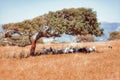 Postcards from Sardinia.  Rural landscapes. A small herd of goats shelters from the hot summer sun under a tree of cork oak Royalty Free Stock Photo