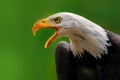 Poster american eagle on the green background