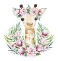 A poster with a baby giraffe. Watercolor cartoon giraffetropical animal illustration. Jungle exotic summer print. Royalty Free Stock Photo