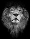 Poster black and white lion Royalty Free Stock Photo