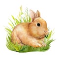 Poster with bunnies in the grass on an isolated white background, painted with watercolor, fluffy rabbit, easter picture