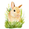 Poster with bunnies in the grass on an isolated white background, painted with watercolor, fluffy rabbit, easter picture