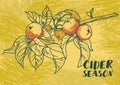 Poster for cider season with beautiful graphic branch of apple tree