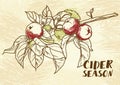 Poster for cider season with beautiful graphic branch of apple tree