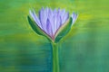 Poster color painting of purple water lily flower with yellow green nature background Royalty Free Stock Photo