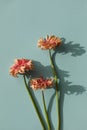 Poster of coral gerbera flowers with aesthetic sunlight shadows on turquoise background top view. Floral composition