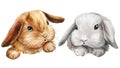 Poster with cute bunnies on an isolated white background, painted with watercolor, fluffy bunny