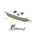 Poster with hand drawn beans isolate on a white background