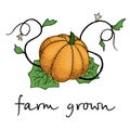 Poster with hand drawn pumpkin and quotes. Farm grown vegetable.