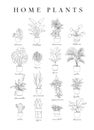 Poster linear home plants