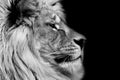 Poster lion Royalty Free Stock Photo