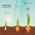 Infochart poster with onion growth stages Royalty Free Stock Photo