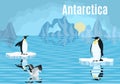 Poster penguins on iceberg antarctica albatross