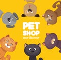 poster pet shop cute cats yellow background Royalty Free Stock Photo