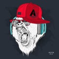 The poster with the portrait of the Ape in hip-hop cap. Leader of a pack of gorillas. Aggressive monkey. Vector illustration Royalty Free Stock Photo