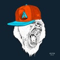 The poster with the portrait of the Ape in hip-hop cap. Leader of a pack of gorillas. Aggressive monkey. Vector illustration Royalty Free Stock Photo