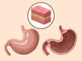 stomachs tissues realistic organs