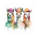 Poster of three funny and cute llamas in watercolor. Hippie style llama print. Llamas isolated on a white background Royalty Free Stock Photo