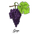 Poster of vector coloured calligraphy red grape