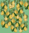 Poster with yellow pears and leaves. Green background