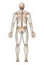 Posterior or back view of accurate human skeletal system with skeleton bones and adult male body isolated on white background 3D