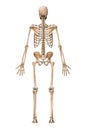 Posterior or back view of accurate human skeletal system with skeleton bones of adult male isolated on white background 3D