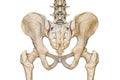 Posterior or back view of human male pelvis, sacrum, lumbar spine and femur bones isolated on white background 3D rendering