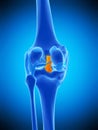 The posterior cruciate ligament Royalty Free Stock Photo