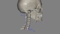 Posterior external jugular vein