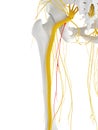 The posterior femoral cutanious nerve