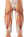 The posterior leg muscles Royalty Free Stock Photo