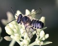 Posterior macro view of a Leafcutter Bee (Megachilidae) on sedum flowers Royalty Free Stock Photo