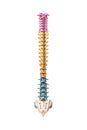 Posterior or rear view of accurate human spine bones with cervical, thoracic and lumbar vertebrae in color isolated on white Royalty Free Stock Photo