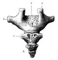 Posterior Surface of the Coccyx, vintage illustration