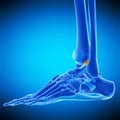 The posterior tibiofibular ligament Royalty Free Stock Photo