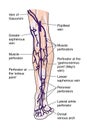 Posterior veins of the leg